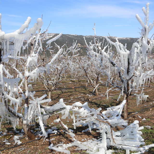 Amasya'da bir çiftçi soğuk havada meyve ağaçlarını buz tutturarak koruyor