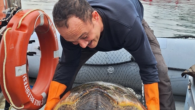 Çanakkale'de yat limanına giren 150 kilogramlık caretta caretta kurtarıldı