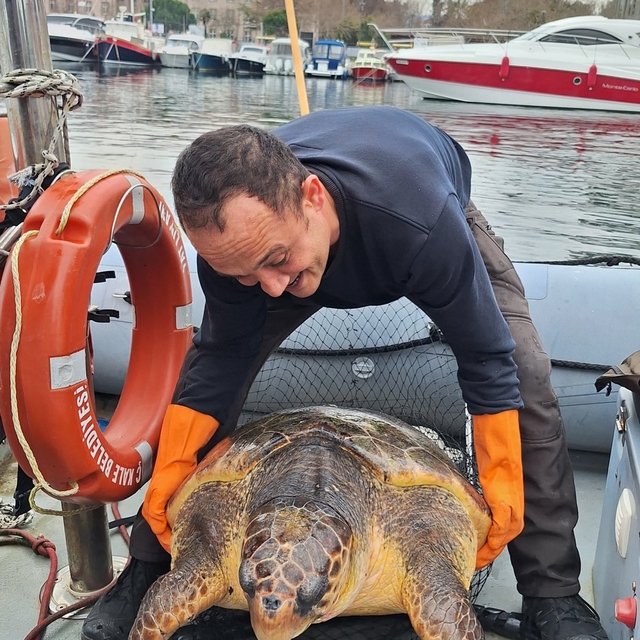 Çanakkale'de yat limanına giren 150 kilogramlık caretta caretta kurtarıldı