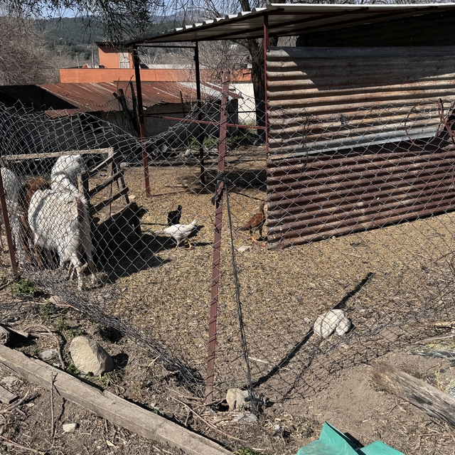 Osmaniye'de sahipsiz köpekler 2 keçi yavrusunu yaraladı