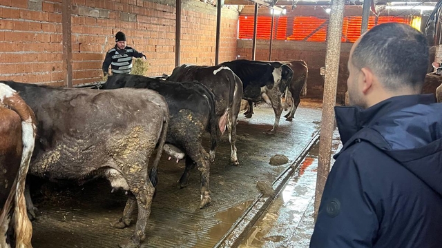 Zonguldak'ta şap hastalığı şüphesiyle bir köyde karantina başlatıldı