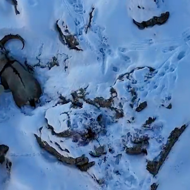 Erzincan'da kaçak avcı doğa fotoğrafçısının kamerasına yakalandı