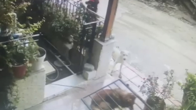 Köpek, başının sıkıştığı demir kapıyı yerinden söktü