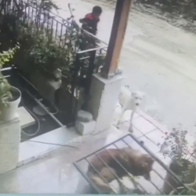 Köpek, başının sıkıştığı demir kapıyı yerinden söktü