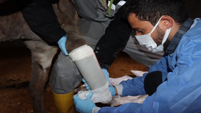Mardin'de kazada ayağı kırılan eşeğe protez takıldı