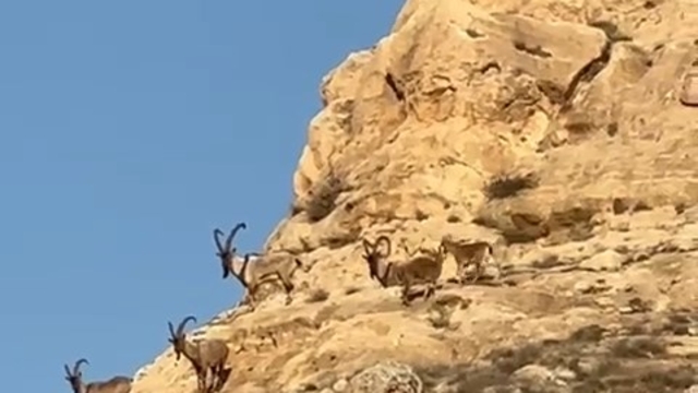 Batman'da, koruma altındaki dağ keçileri kamerada