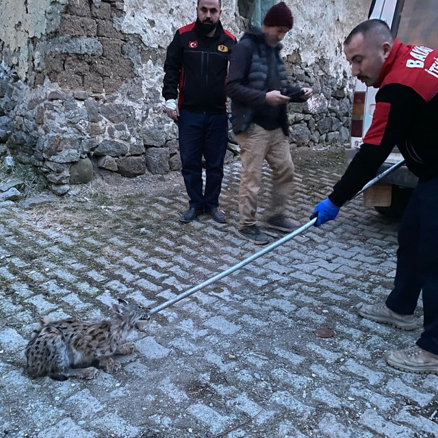 Çorum'da tavuk kümesine giren vaşak yakalandı
