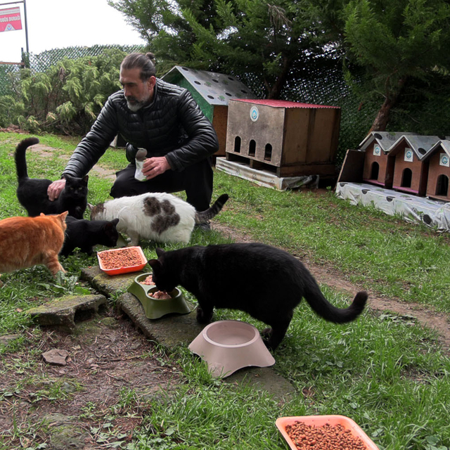 'Kedi Köyü'nün sınırları genişledi, misafirleri arttı