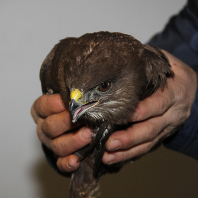 Giresun'da bitkin düşen kızıl şahin bakımı yapılarak doğaya salındı