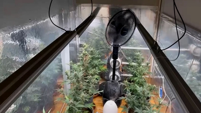 Samsun'da uyuşturucuya 3 gözaltı; özel odada kenevir yetiştirmiş