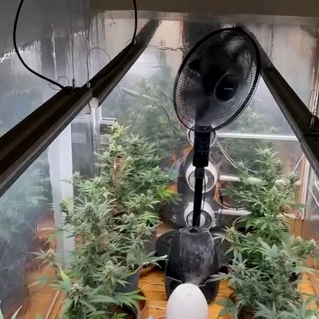 Samsun'da uyuşturucuya 3 gözaltı; özel odada kenevir yetiştirmiş