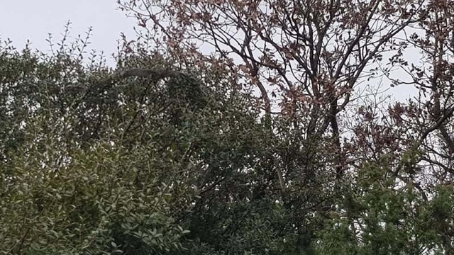 Çanakkale'de tarlasından dönerken dev yılanı görüntüledi