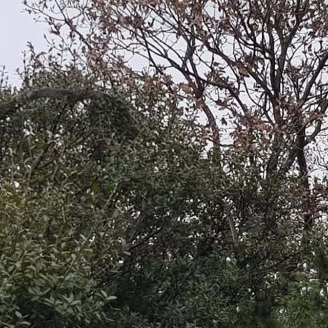 Çanakkale'de tarlasından dönerken dev yılanı görüntüledi