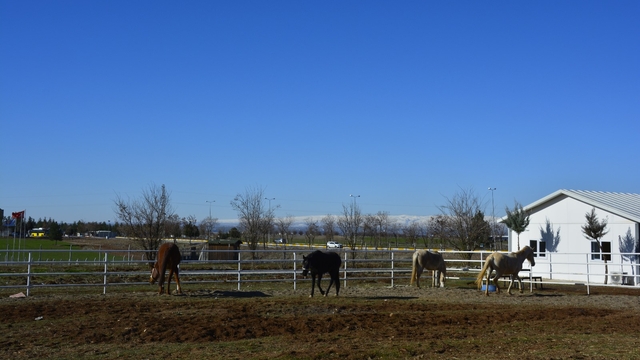 Diyarbakır'da Dicle Üniversitesinde Atçılık ve Hipoterapi Merkezi faaliyetlerine başlıyor