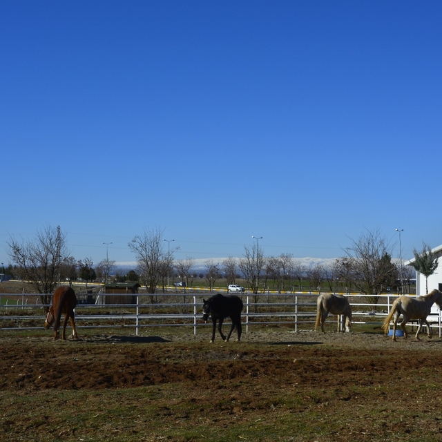 Diyarbakır'da Dicle Üniversitesinde Atçılık ve Hipoterapi Merkezi faaliyetl...