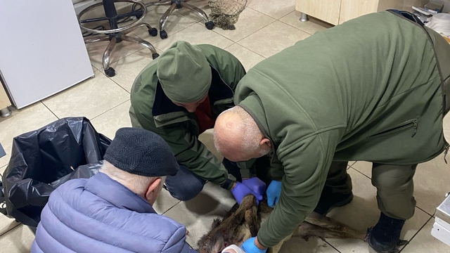 Trabzon'da yaralı karaca koruma altına alındı