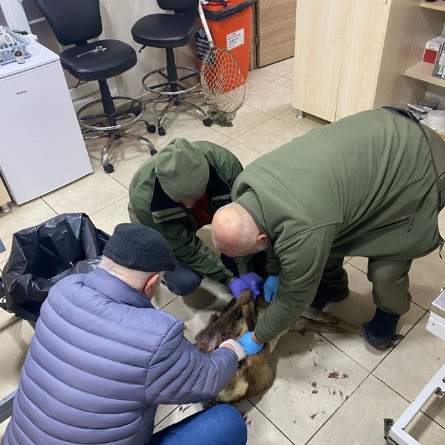 Trabzon'da yaralı karaca koruma altına alındı