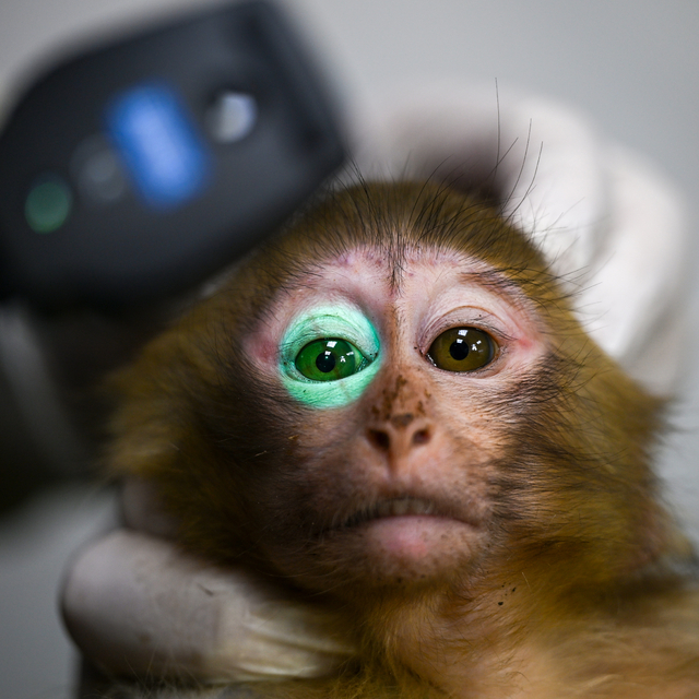 Gümrükte ele geçirilen 2 maymun yavrusu Gaziantep'teki yeni yuvalarına yerl...