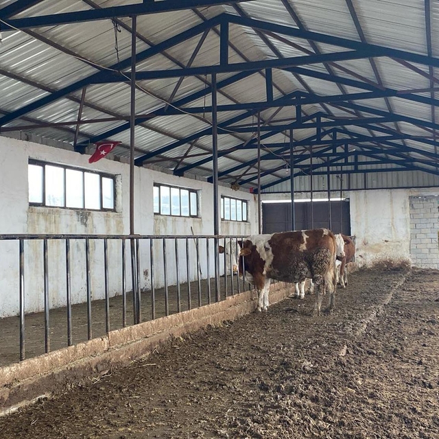 Dondurucu soğukta yarı açık ahırda hayvancılık yapıyor