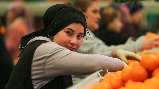 Finike'nin portakal bahçelerinde hasat sürüyor