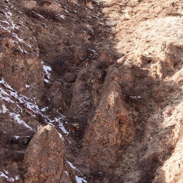 Erzurum'da sürü halindeki dağ keçileri dronla görüntülendi