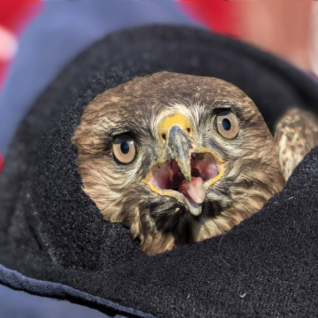 Mevsimlik işçilerin bulduğu yaralı şahin, tedaviye alındı