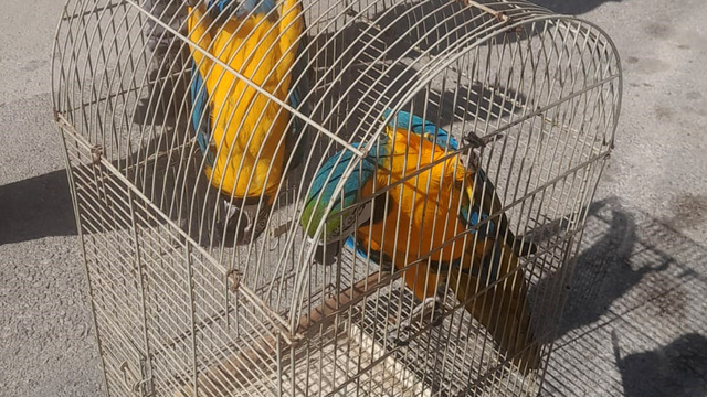 Belgesiz Macaw papağanı satışına 617 bin TL ceza