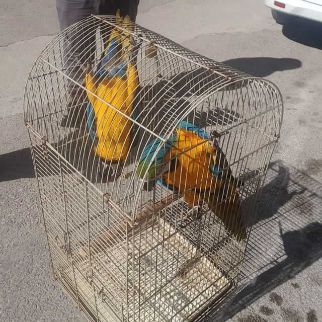 Belgesiz Macaw papağanı satışına 617 bin TL ceza