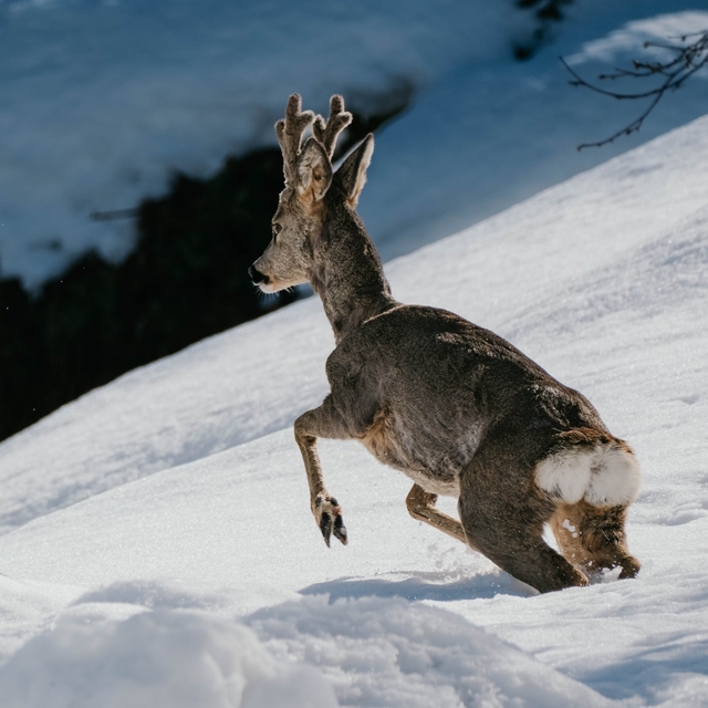 Hopalı balıkçılar denizdeki karacayı ağlarıyla kurtardı