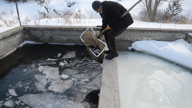 Sarıkamış'ta buzla kaplanan havuzlarda zorlu alabalık üretimi