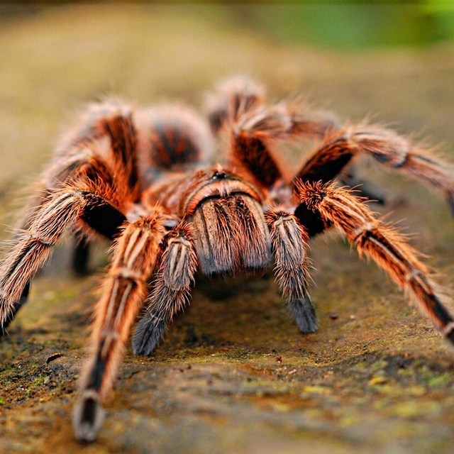 İnternette yasa dışı tarantula satışı
