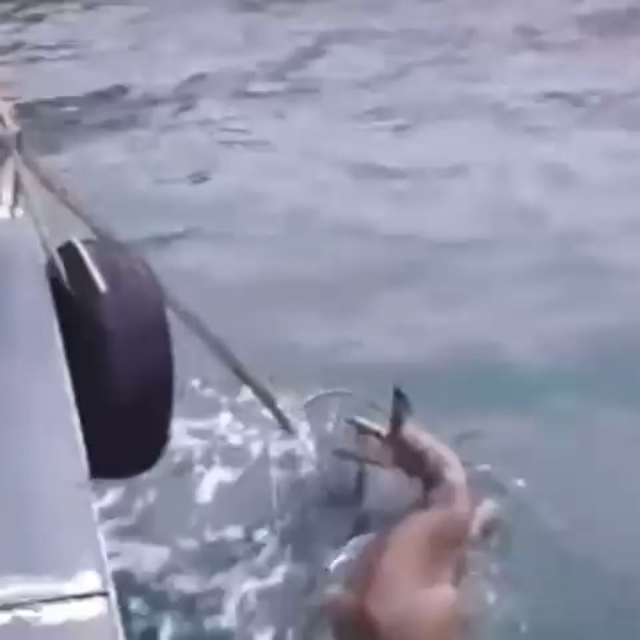 Artvin'de denize düşen karacayı balıkçılar kurtardı; o anlar kamerada