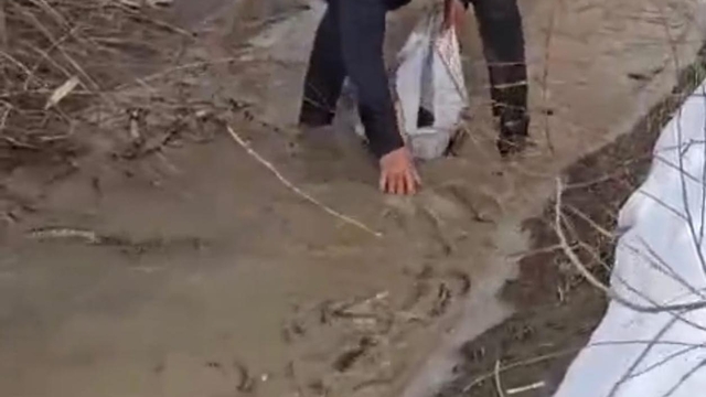 Aras Nehri'nde balık ölümleri