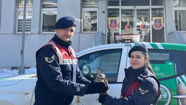 Artvin'de boynuzlu baykuş, tedavisi yapılıp doğaya salındı