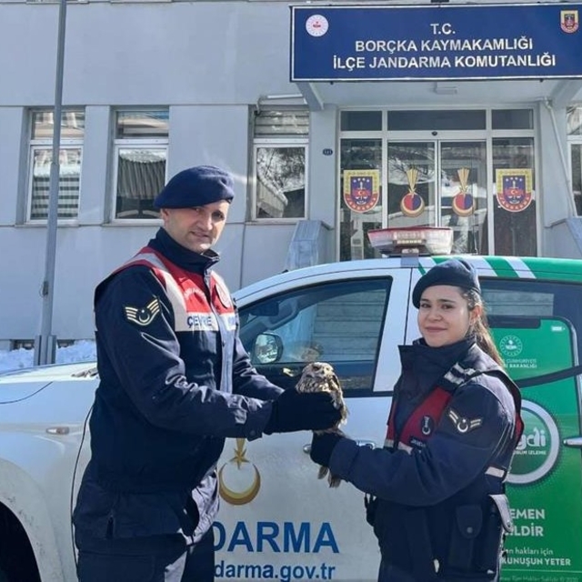 Artvin'de boynuzlu baykuş, tedavisi yapılıp doğaya salındı