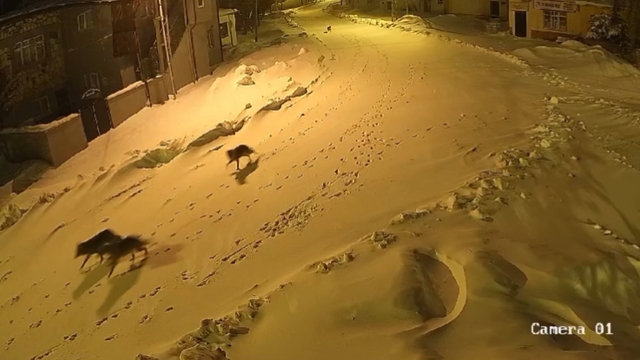 Köye inen kurtlar kamerada