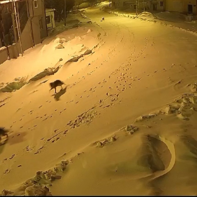 Köye inen kurtlar kamerada