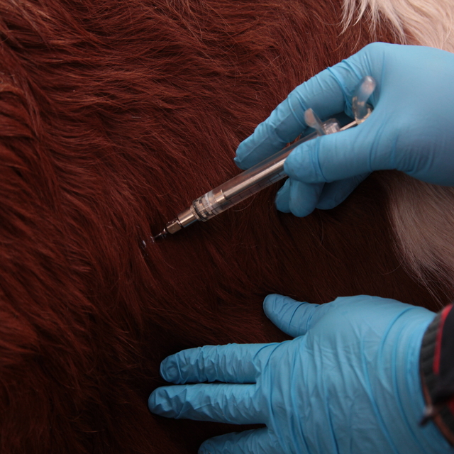 Çanakkale'de hayvanlara şap ve brusella aşısı uygulanıyor