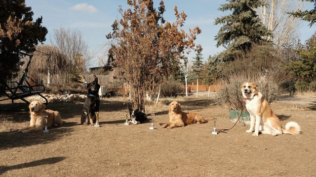AK Parti Milletvekili Çokal'dan sahipsiz köpeklerin terapi köpeği olarak kullanılmasına ilişkin açıklama