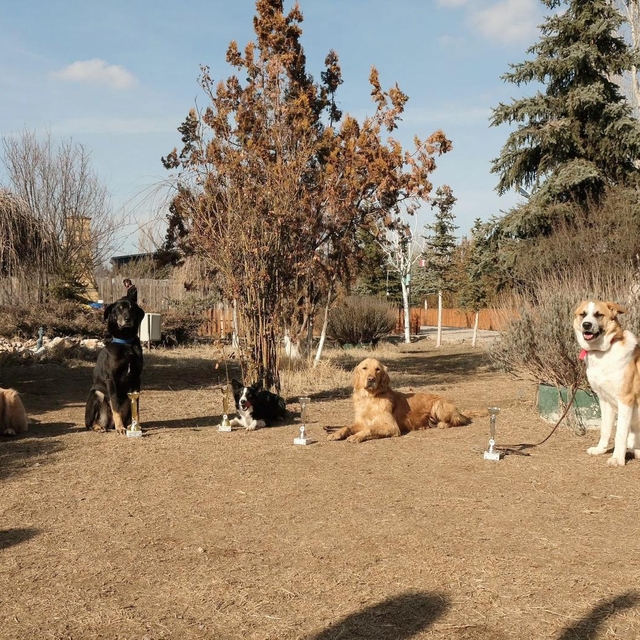 AK Parti Milletvekili Çokal'dan sahipsiz köpeklerin terapi köpeği olarak ku...
