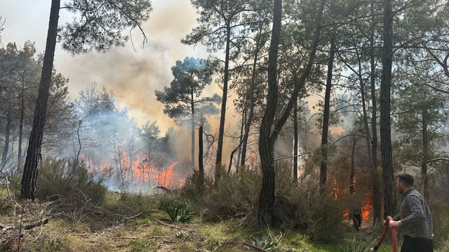 Antalya'da ormanlık alanda çıkan yangına müdahale ediliyor