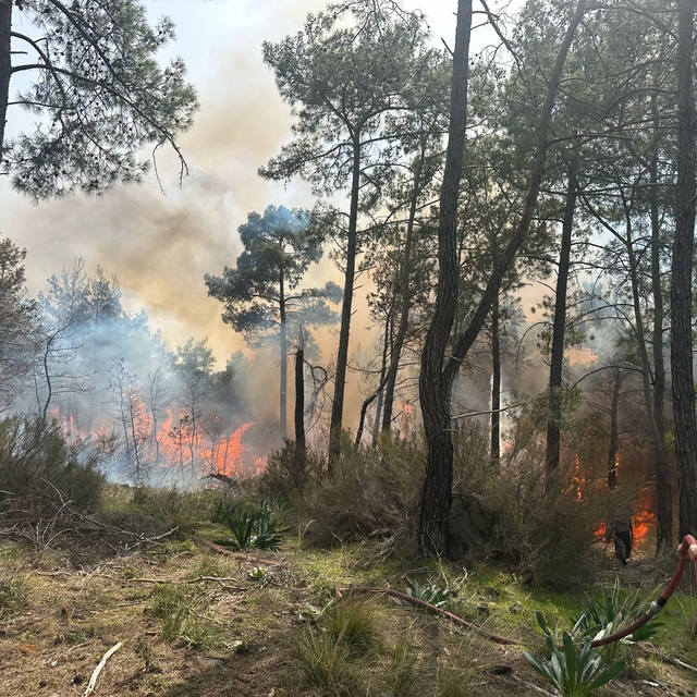Antalya'da ormanlık alanda çıkan yangına müdahale ediliyor