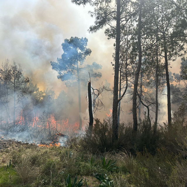 Antalya'da orman yangını