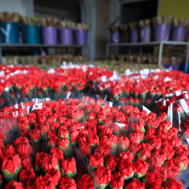 Avrupalı kadınların çiçeği Antalya'dan