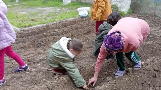 Bozyazı'da anaokulu öğrencileri tohum ekip fidan dikti