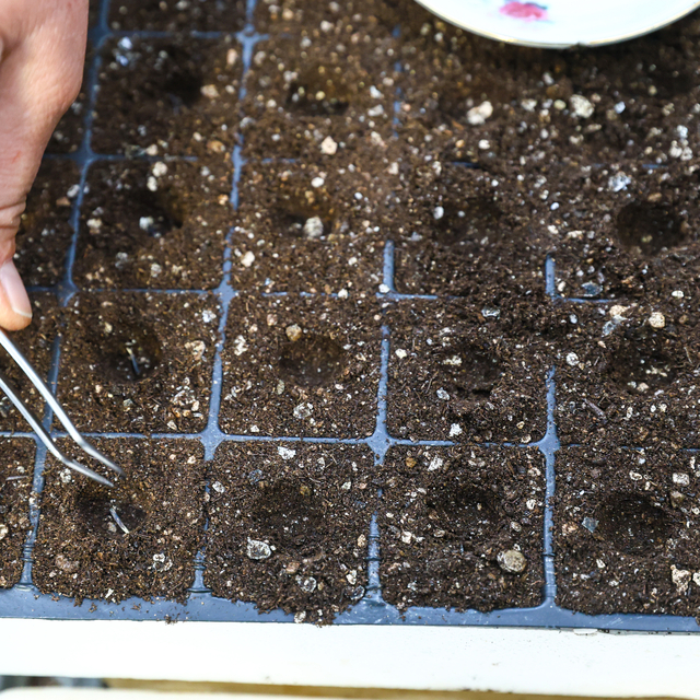 Antalya'da peyzaj çalışmalarında 4 milyon çiçek kullanılacak