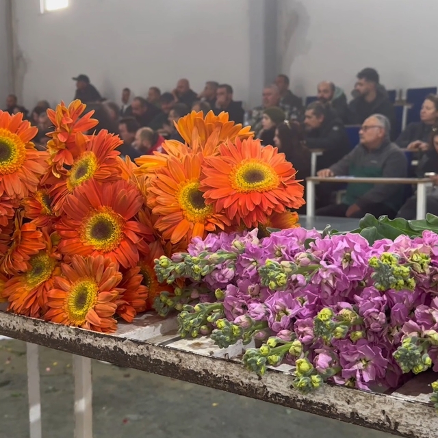 Yalova'da çiçek mezadında '8 Mart' yoğunluğu; en çok gül ve karanfil tercih...