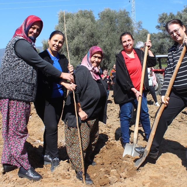 Ödemiş'te ipek böceği yetiştiriciliği için dut fidanı dikildi