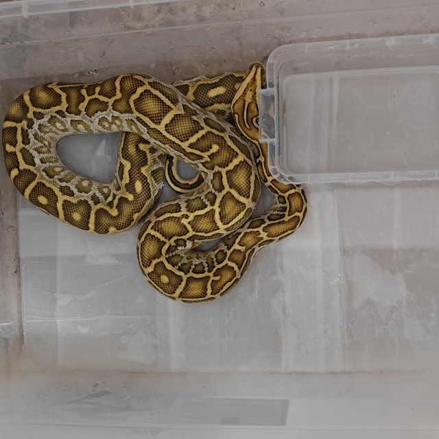 Egzotik hayvan kaçakçılığı operasyonunda 4 yılan ve 1 tarantulaya el konuld...