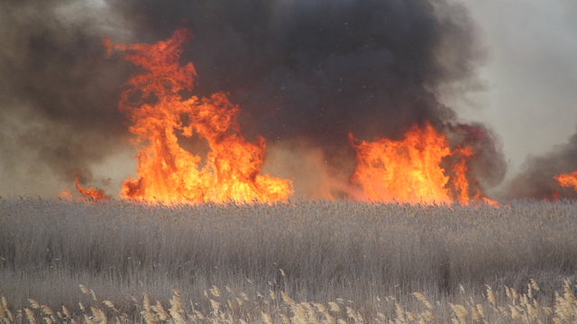 Beyşehir Gölü kıyılarındaki sazlık alanda yangın çıktı